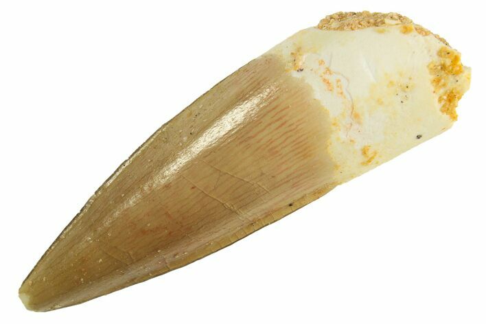 Fossil Spinosaurus Tooth - Real Dinosaur Tooth #299112